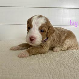 Ivy - Red  female Goldendoodle puppy in Stanford, Kentucky from Holloway Goldendoodles