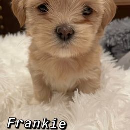 Lhasa Apso Puppies from Lhasa Fur Life