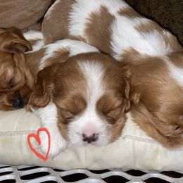 Cavalier King Charles Spaniel Puppies from Cassie’s Cavaliers