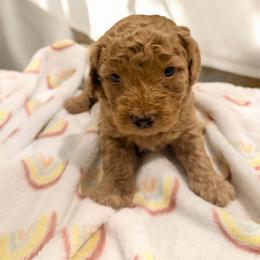 Edmund black collar - Apricot male Goldendoodle puppy in North Branch, Michigan from Graceful Miniature Goldendoodles