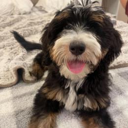 AUSTIN - Bernedoodle