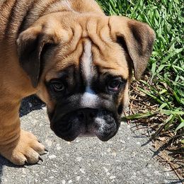 Bulldog Puppies from Adorable Bulldogs