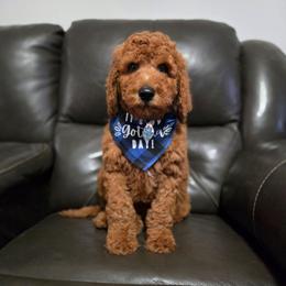 Marshall - Green Collar - Red  male Goldendoodle puppy in Auburn, Kansas from Puppy Paradise:  English Mastiff Puppies & Standard Goldendoodle Puppies