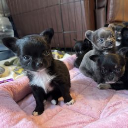 Chihuahua Puppies from KB Chihuahuas