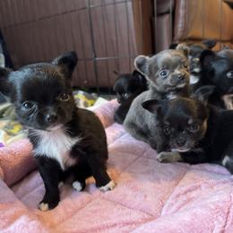 Chihuahua Puppies from KB Chihuahuas