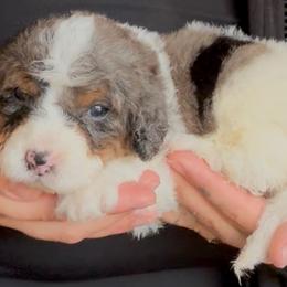 Draco - ORANGE - Merle male Bernedoodle puppy in Gilbert, Arizona from Azbernedoodlepuppies