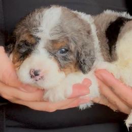 Draco - ORANGE - Merle male Bernedoodle puppy in Gilbert, Arizona from Azbernedoodlepuppies