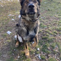 German Shepherd All Grown Up from Angelina Johnson