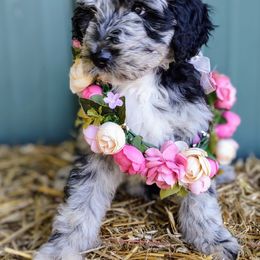 Goldendoodle Puppies from Carolina Goldendoodle