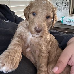 Poodle Puppies from Cano Homestead Poodles