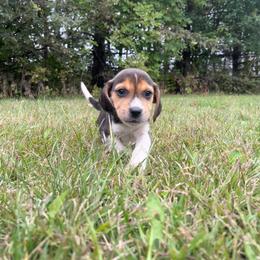 Smoky - Black white and tan male Beagle puppy in St. Cloud, Minnesota from Beagle Blessings