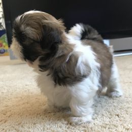 Shih Tzu Puppies from Willow Lane Shih Tzus