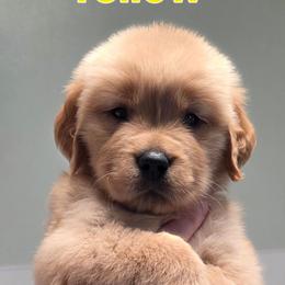 Yellow - Golden female Golden Retriever puppy in Taylor Ridge, Illinois from Salata Goldens
