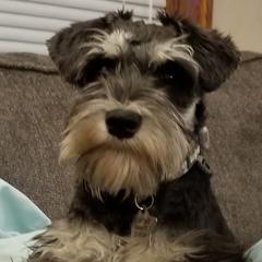 Miniature Schnauzers from Jennifer's Miniature Schnauzers