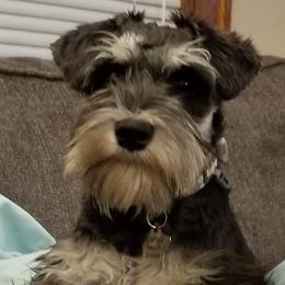 Miniature Schnauzers from Jennifer's Miniature Schnauzers