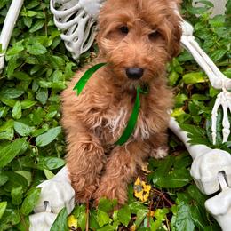 Boomer - Red  male Goldendoodle puppy in Herriman, Utah from Gypsi Doodles & Poodles LLC.