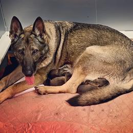 German Shepherd puppies from Pracovni Bohemia German Shepherds
