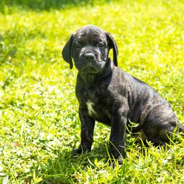 Mr Red collar - Black brindle Cane Corso puppy in Florida from LunaLinks Cane Corsos