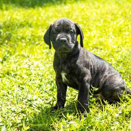 Mr Red collar - Black brindle Cane Corso puppy in Florida from LunaLinks Cane Corsos