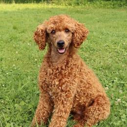 Jake - Poodle