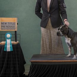 American Bullies from LouDogs Kennel