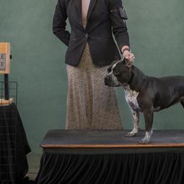 American Bullies from LouDogs Kennel