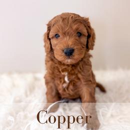 Copper - Red  male Goldendoodle puppy in Melba, Idaho from KZ Doodles