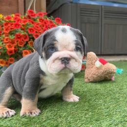 Skye - Blue tri-color female Bulldog puppy in Ben Lomond, Arkansas from Miesha Carver's Bulldogs