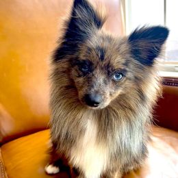 Teddy - Pomeranian