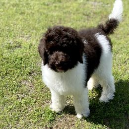 Lady - Chocolate Labradoodle puppy in Cleburne, Texas from Sugar Fig Kennel