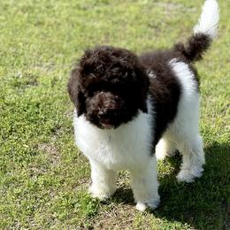 Lady - Chocolate Labradoodle puppy in Cleburne, Texas from Sugar Fig Kennel