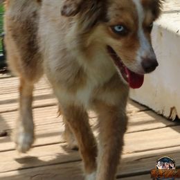 Appy - Miniature Australian Shepherd