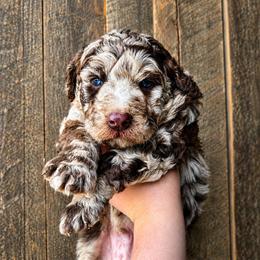 Reeses - Brown merle male Aussiedoodle puppy in Ashton, Idaho from Kerr Kanine Ranch