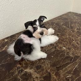 Howie - Parti male Miniature Schnauzer puppy in San Antonio, Texas from Texas Blessed Schnauzers