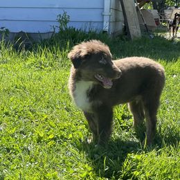 Australian Shepherds from Paws and Ponies Farm