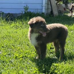 Australian Shepherds from Paws and Ponies Farm