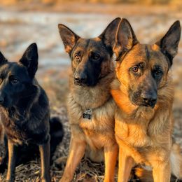 German Shepherds from Von Holly Haus German Shepherds