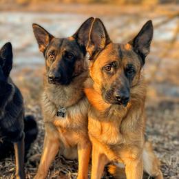 German Shepherds from Von Holly Haus German Shepherds