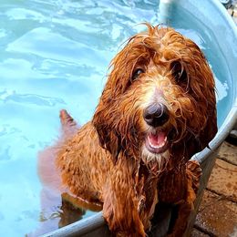 Goldendoodle All Grown Up from Dew Drop Doodles