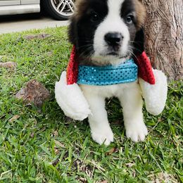 Saint Bernard Puppies from Southern Saints