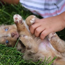 Australian Shepherd, Miniature American Shepherd, Miniature Australian Shepherd, and Toy Australian Shepherd Puppies from Painted Blue Aussies