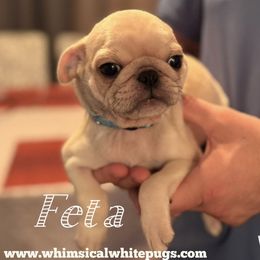 Boy 2 - White male Pug puppy in Cleveland, Ohio from Whimsical White Pugs - Quality Comes First