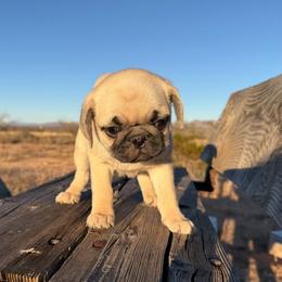 Jay (red collar) - Fawn male Pug puppy in Hereford, Arizona from Broken Road Ranch Pugs