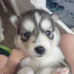 Cersei - Gray and white female Siberian Husky puppy in Swansea, Illinois from Husky B's