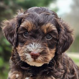 Bernedoodles, Cavapoos, and Poodles from Meadowbrook Poodles