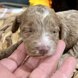Queso - Buff female Cockapoo puppy in Beresford, South Dakota from DAKOTA DOOD RANCH