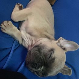 Rondo - Brindle male French Bulldog puppy in Norman, Oklahoma from Barters Kennel