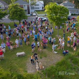 Golden Retriever Puppies from Ruff Life Goldens