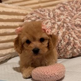 Kim - Apricot female Maltipoo puppy in Bakersfield, California from Silvia's Maltipoos