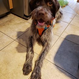 Wirehaired Pointing Griffon All Grown Up from Maine Backwoods Kennel
